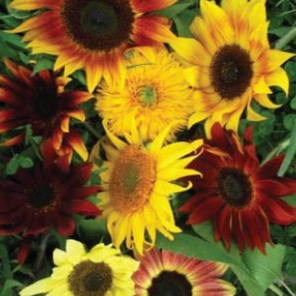 SUNFLOWER flowers Seed (All Sorts Mix ) Different sunflower varieties - Caribbeangardenseed