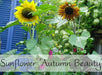 Sunflower Seeds, Autumn Beauty Mix (Helianthus Annuus) - Caribbeangardenseed