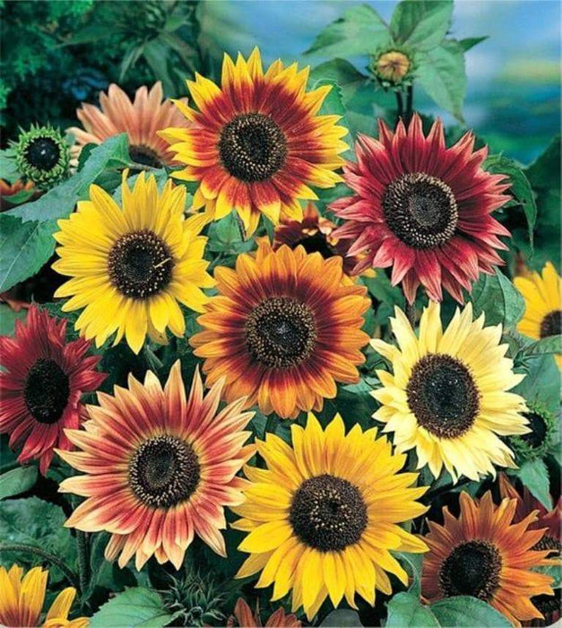 Sunflower Seeds, Autumn Beauty Mix (Helianthus Annuus) - Caribbeangardenseed
