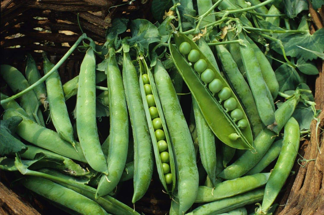 Super Sweet Green Arrow Peas seed~ Organically Grown .shelling peas - Caribbeangardenseed