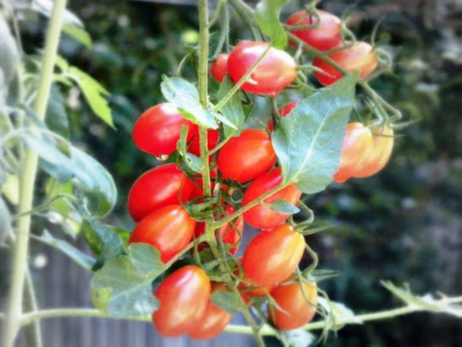Super Sweet Red Grape Tomato Seeds. HEIRLOOM VEGETABLES - Caribbeangardenseed