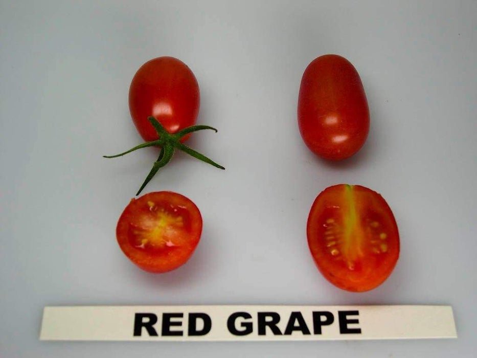Super Sweet Red Grape Tomato Seeds. HEIRLOOM VEGETABLES - Caribbeangardenseed