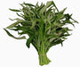 Swamp cabbage. Water Spinach - Seeds, Asian Vegetables, Morning Glory - Caribbeangardenseed