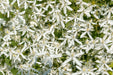 sweet autumn clematis - Flower Seeds, PERENNIAL - Caribbeangardenseed