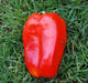 Chinese Giant Bell Pepper- (Capsicum annuum ) Sweet Bell - Caribbeangardenseed