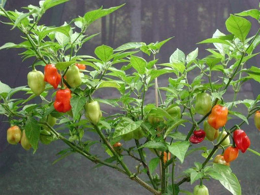 SWEET DATIL PEPPER Seeds Capsicum chinense - from St. Augustine, Florida. - Caribbeangardenseed