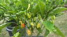 SWEET DATIL PEPPER Seeds Capsicum chinense - from St. Augustine, Florida. - Caribbeangardenseed