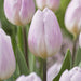 Tulip 'SWEET Flag' Early SPRING Blooming,12/+cm, NOW SHIPPING! - Caribbeangardenseed