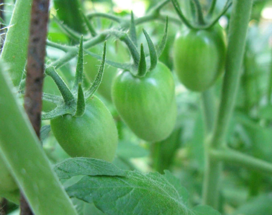 Sweet GREEN GRAPE Tomato Seeds.Organic Home Grown Small Tomatoes,Organic Home Grown Small Tomatoes Fruit - Caribbeangardenseed