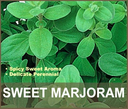 Sweet Marjoram , HERB SEEDS. Perennial - Caribbeangardenseed