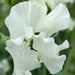 Sweet Peas Seeds - Royal White, ANNUAL VINE - Caribbeangardenseed