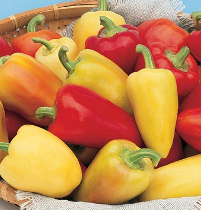 Sweet pepper 'Antohi Romanian' Frying Pepper,(Capsicum Annuum) Heirloom,Organically Grown ! - Caribbeangardenseed