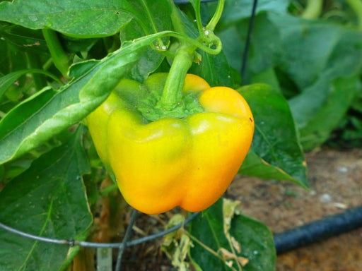 Sweet Pepper seed- Golden Cal Wonder - Capsicum annuum ,garden Vegetable - Caribbeangardenseed