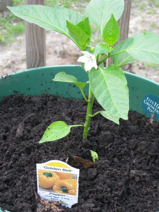 Sweet Pepper seed- Golden Cal Wonder - Capsicum annuum ,garden Vegetable - Caribbeangardenseed