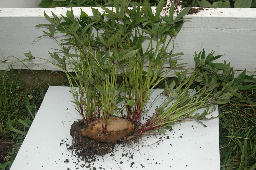 Beauregard Sweet Potato Plants/Slips - Caribbeangardenseed