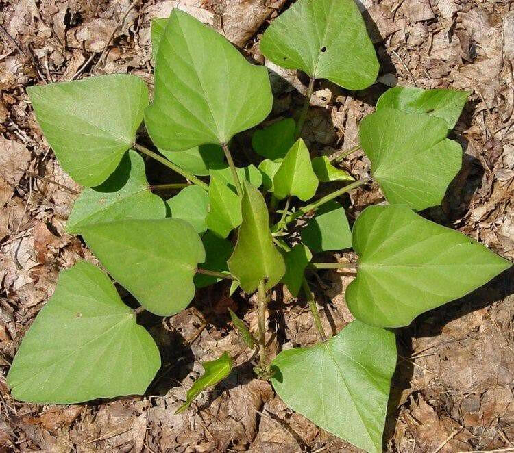 Georgia Jet, Sweet Potato Plants/Slips - Caribbeangardenseed
