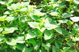 White Bonita Sweet Potato Plants/Slips , Fast Growing ,VERY PRODUCTIVE - Caribbeangardenseed