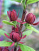 Sweet Shrub Plant, Calycanthus floridus,birds and wildlife,food ,shelter, nesting,backyard Sanctuary - Caribbeangardenseed