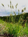 Sweet Vernal Grass seed (Anthoxanthum odoratum ) , Perennial - Caribbeangardenseed