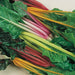 Swiss Chard Seed ~RAINBOW MIX- Biannual VEGETABLES ! - Caribbeangardenseed