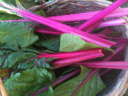 Swiss Chard vegetable seeds, Magenta Sunset open-pollinated - Caribbeangardenseed