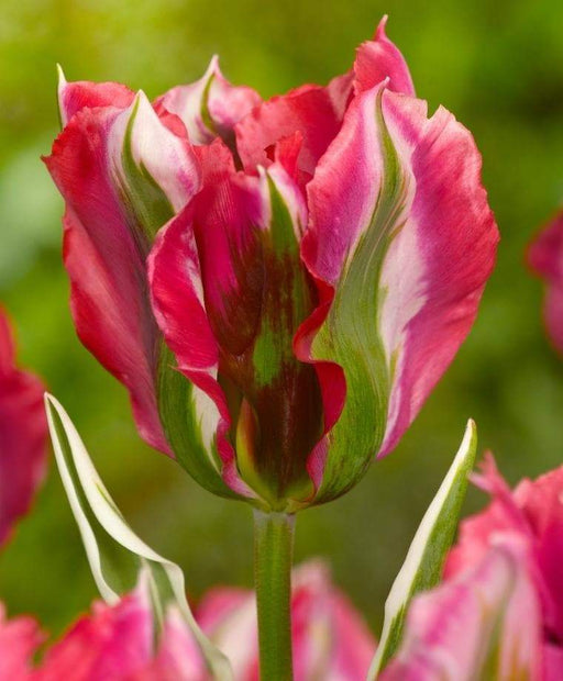 Esperanto Viridiflora ,Tulip Bulbs. FALL PLANTING! - Caribbeangardenseed
