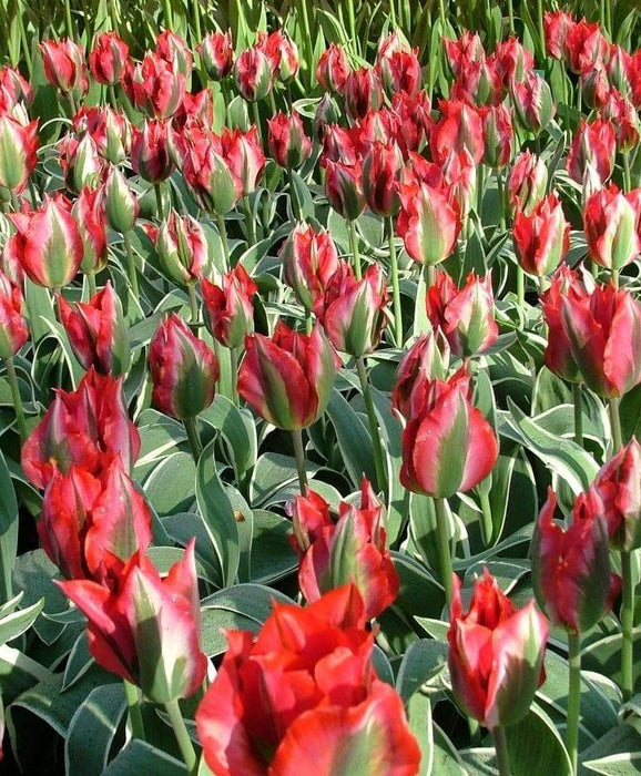 Esperanto Viridiflora ,Tulip Bulbs. FALL PLANTING! - Caribbeangardenseed