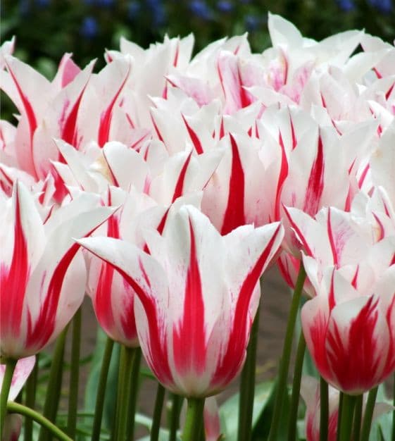 MARILYN, Lily Flowering Tulip bulbs, Bloom Late Spring - Caribbeangardenseed