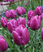 Tulip Purple Prince ( Bulbs Size 12/+cm) Single, Late Season Bloom - Caribbeangardenseed