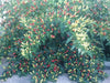 Tabasco Pepper SEEDS (Capsicum frutescens) - Caribbeangardenseed