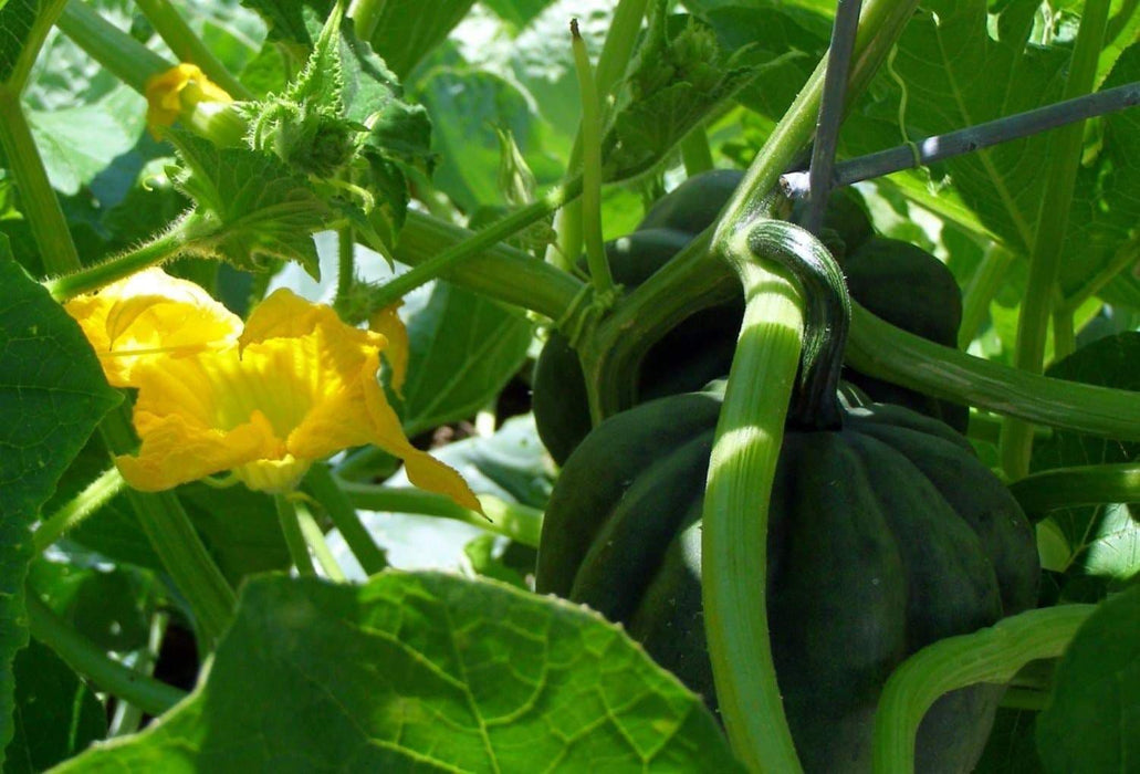 Table Queen ,Winter Squash Seeds - Caribbeangardenseed
