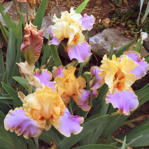 Tall Bearded Iris ,GRAND CANYON SUNSET,Rhizome - Caribbeangardenseed