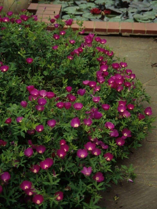 Tall Poppy Mallow,Callirhoe leiopcarpa, Wildflower Seeds - Great For Rock gardens, borders, wooden barrels, hanging baskets, meadows. - Caribbeangardenseed