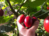Tamarillo Seeds a.k.a.Tree Tomato Organic, NON-GMO Seeds - Caribbeangardenseed