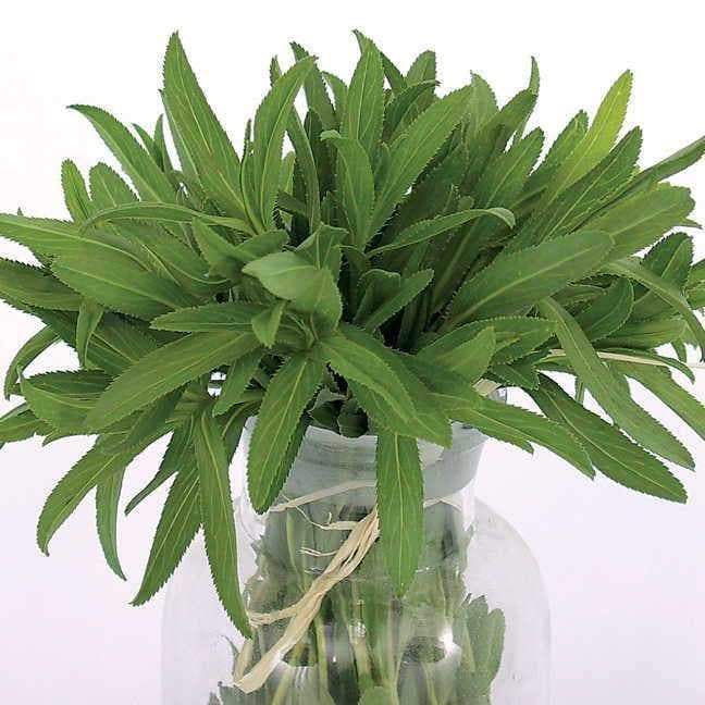 Tarragon Herb Seeds, (Artemisia Dracunculus) - Caribbeangardenseed