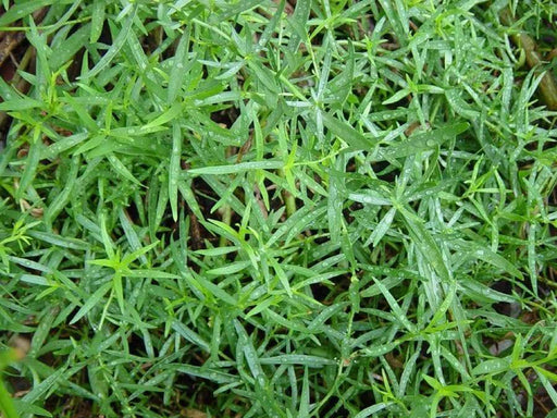 Tarragon Herb Seeds, (Artemisia Dracunculus) - Caribbeangardenseed