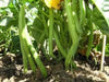 TENDERGREEN Bean Seed (Bush)) Great in Containers, Small Gardens - Caribbeangardenseed
