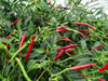 Thai Bangkok Upright Pepper, Hot (Capsicum annuum) Asian Vegetable - Caribbeangardenseed