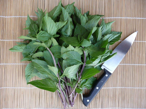 Thai Basil~Herb Seeds, Asian Vegetable - Caribbeangardenseed