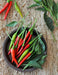 Bird's eye chili,"prik kee noo"( Capsicum annuum )Asian Vegetable - Caribbeangardenseed