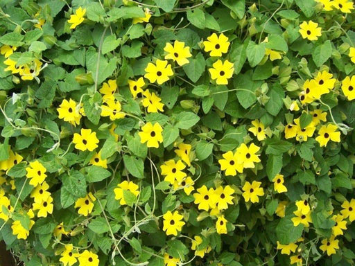 Yellow-Black-eyed Susan viine, Thunbergia Flowers Seeds - Caribbeangardenseed