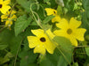 Yellow-Black-eyed Susan viine, Thunbergia Flowers Seeds - Caribbeangardenseed