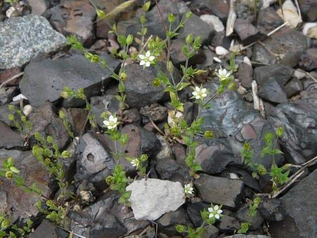 Thyme-Leaved Sandwort Seeds - ARENARIA serpyllifolia - Perennial Ground cover,stone walls, dry bare ground,chalky places. ! - Caribbeangardenseed