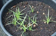 Tiger Grass seeds,Thysanolaena maxima , looks like bamboo, Rare Perennial ornamental Grass ! - Caribbeangardenseed