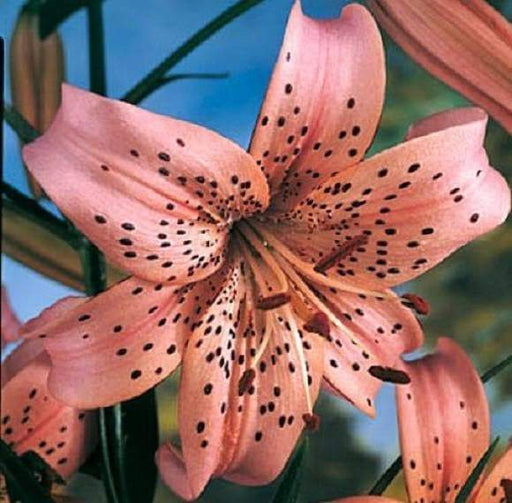 Tiger Lily- Pink, (3 Bulb/Plants Unusual Double-Flowered Perennial, Lilium lancifolium - Caribbeangardenseed