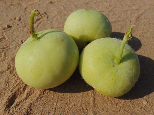 Tinda Gourd Seeds - (Asian Vegetables) Indian Round Melon, - Caribbeangardenseed