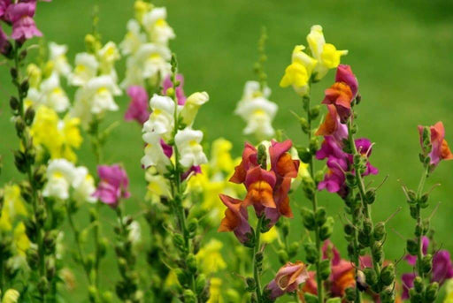 Toadflax Flowers Seeds Northern Lights Mix- a.K.a Baby Snapdragon - Caribbeangardenseed