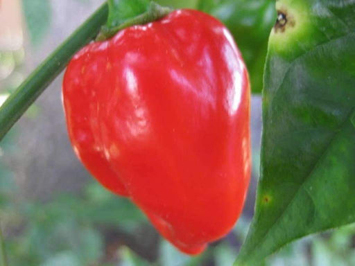 Tobago Seasoning Pepper Seeds (Capsicum chinense) - Caribbeangardenseed