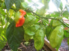 Tobago Seasoning Pepper Seeds (Capsicum chinense) - Caribbeangardenseed