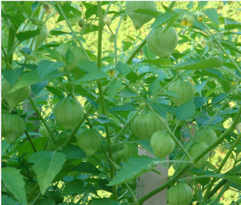 Tomatillo Seed,Tomato Verde, ,Asian Vegetable - Caribbeangardenseed